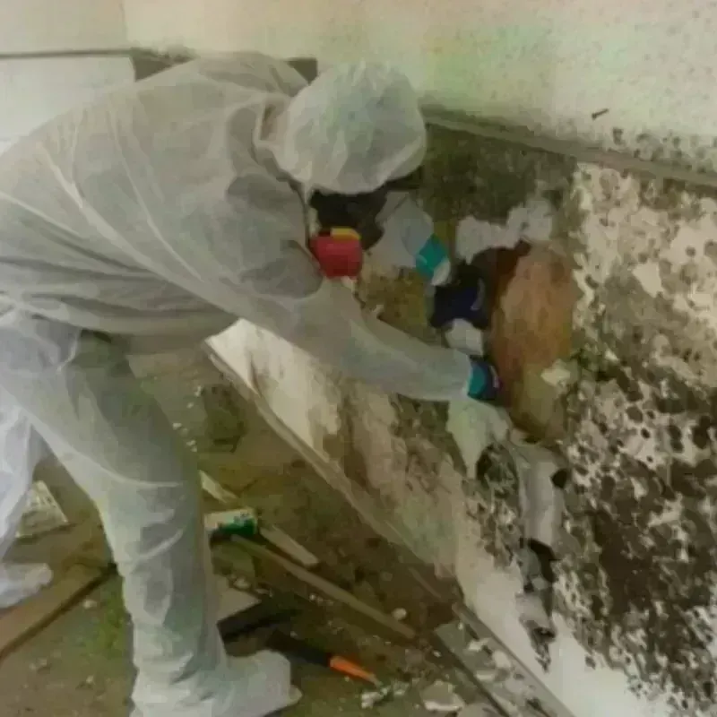 Mold Remediation and Removal in Red Lick, TX